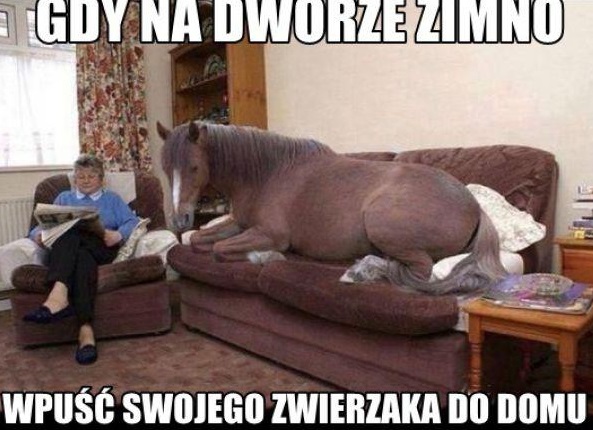 Koń w domu, ponieważ na dworze jest zimno
